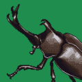 Tinder beetle.png